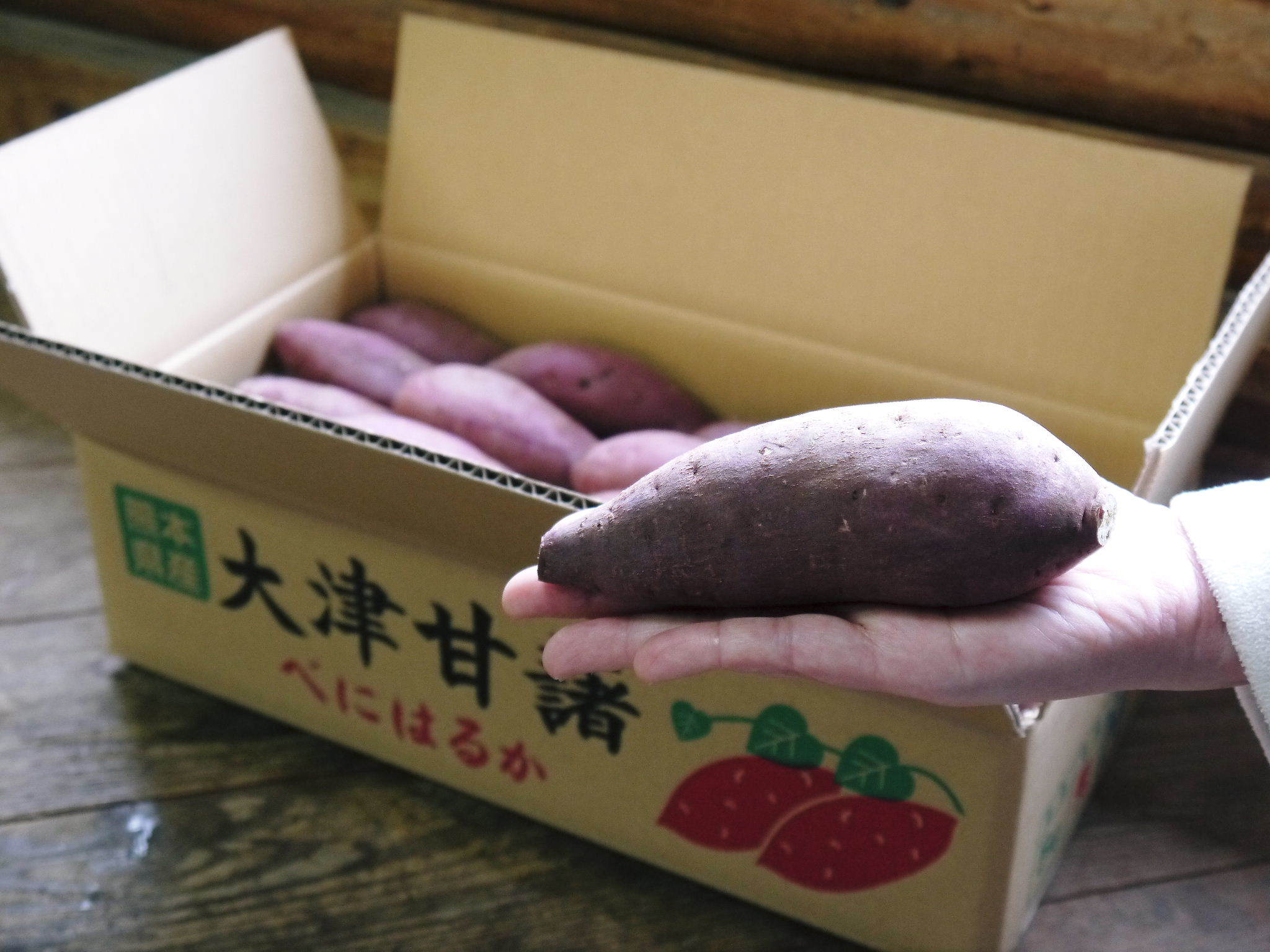 大人気！熊本県産サツマイモ『紅はるか』をネット独占販売中！栽培歴50年の匠のサツマイモです！_a0254656_17032672.jpg