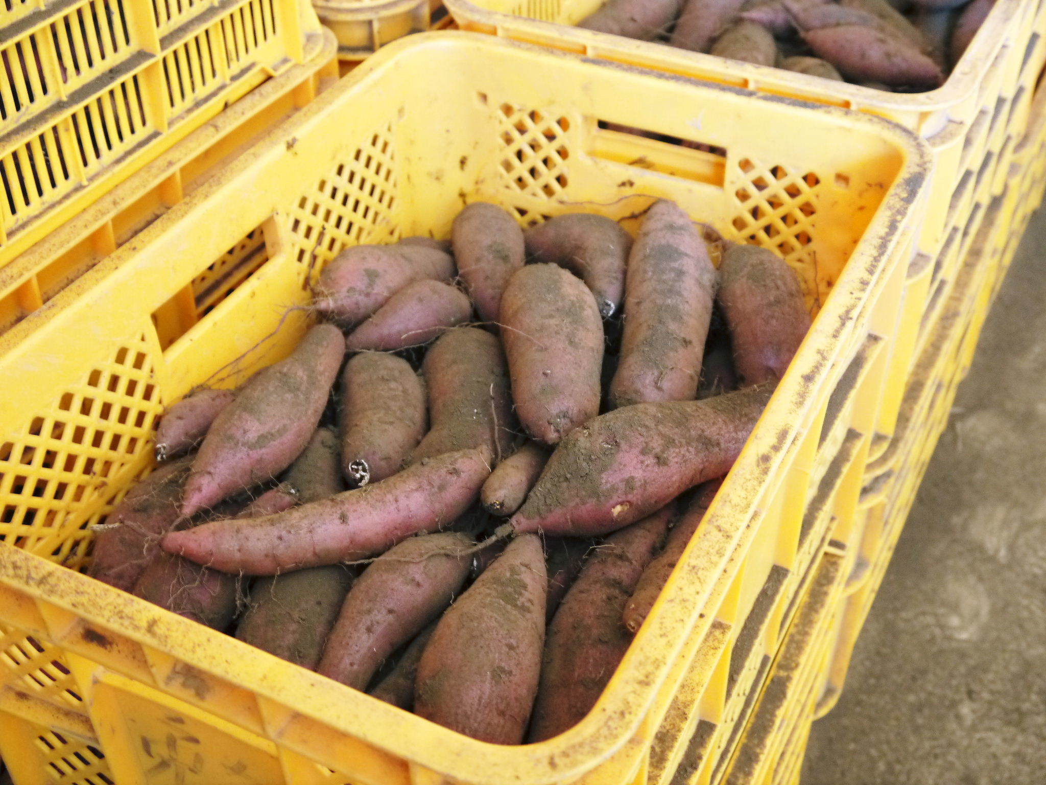 熟成サツマイモ!大好評販売中!栽培歴50年の匠が育てた熊本県産の『紅はるか』_a0254656_17463877.jpg