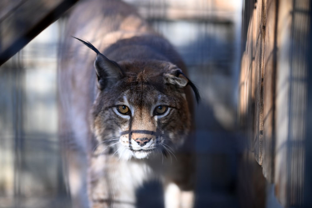 シベリアオオヤマネコ 動物園へ行こう シベリアオオヤマネコ 動物園へ行こう