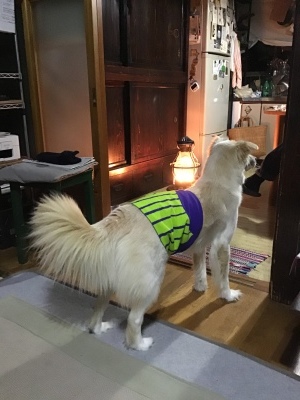 2021年スタートです　　　　2021年1月4日_e0019167_08010667.jpeg