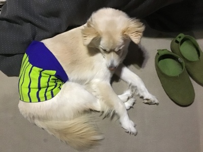 2021年スタートです　　　　2021年1月4日_e0019167_08033176.jpeg