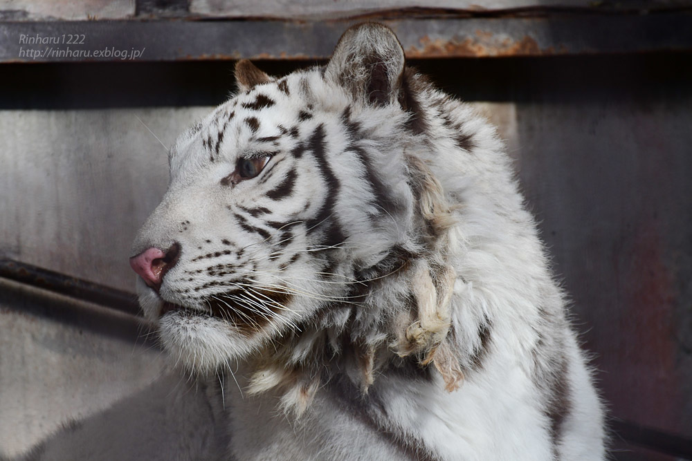 2021.1.2 宇都宮動物園☆ホワイトタイガーのグーナくん【White tiger】_f0250322_15363198.jpg