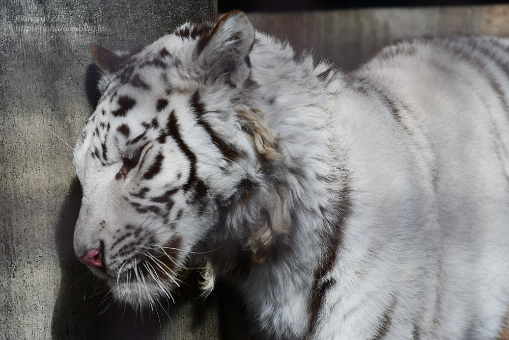 2021.1.2 宇都宮動物園☆ホワイトタイガーのグーナくん【White tiger】_f0250322_15365585.jpg