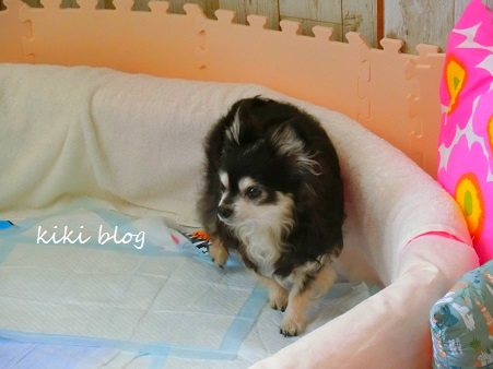 シニア犬 プール撤去 Kikiブログ シニア犬 プール撤去 Kikiブログ