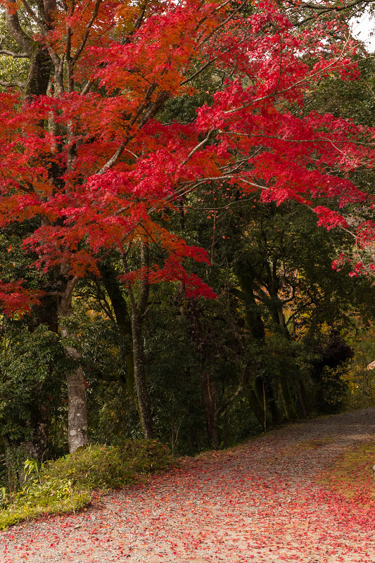 2020紅葉きらめく京都　天空の寺にて_f0155048_18014463.jpg