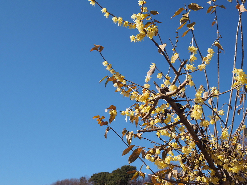 【カメラ散歩】武蔵野の風情・柳瀬川と清瀬金山緑地公園_b0008655_16092584.jpg