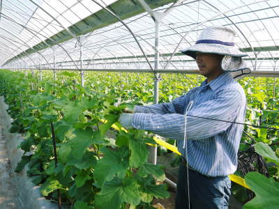 熊本産!高級マスクメロン!令和4年1月は11日(火)に出荷日が決定!数量限定!早い者勝ち!_a0254656_17131045.jpg