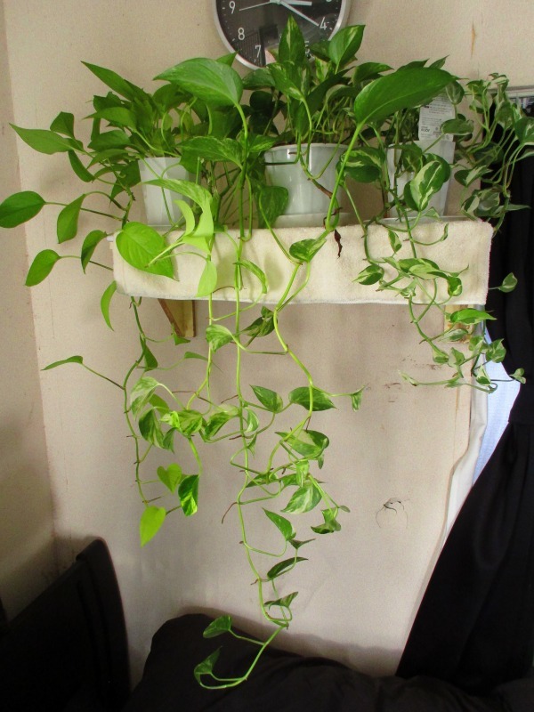 植物 飾り棚にポトスを置いてみた 孤影悄然