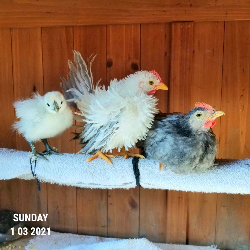 座る鶏 烏骨鶏かわいいブログ 座る鶏 烏骨鶏かわいいブログ