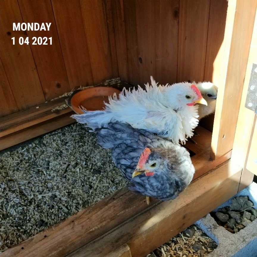 座る鶏 烏骨鶏かわいいブログ 座る鶏 烏骨鶏かわいいブログ