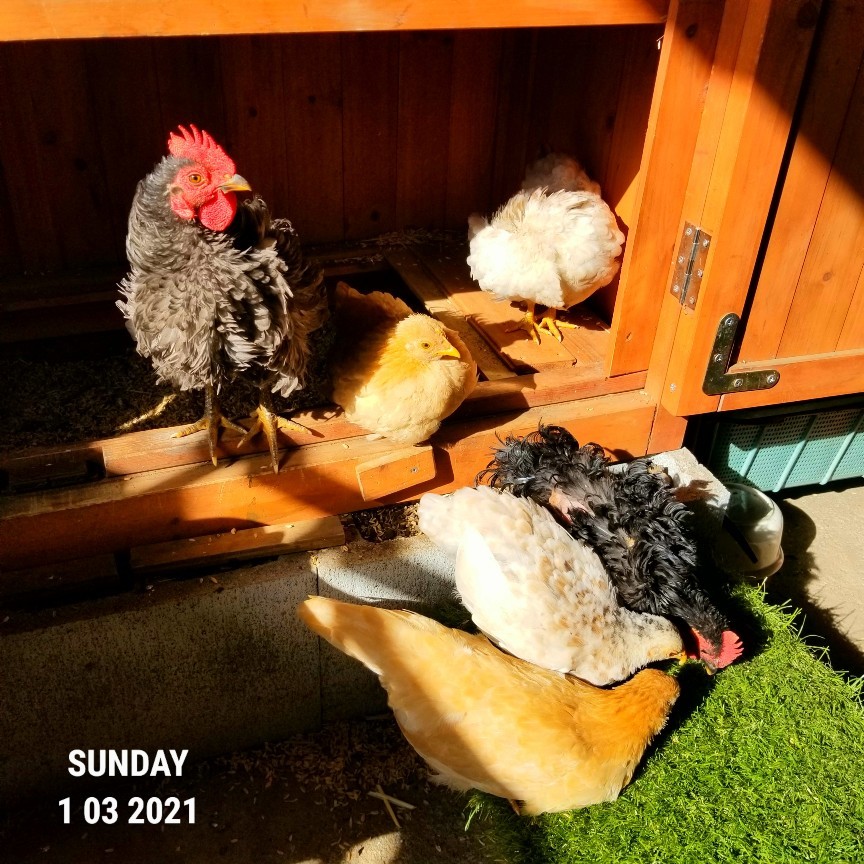 座る鶏 烏骨鶏かわいいブログ 座る鶏 烏骨鶏かわいいブログ
