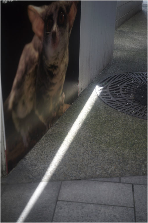 874 静寂そのもの(2020年5月20日エンラージングアナスチグマート50mmF3.5がまたしても奈良町に)_c0168172_21271429.jpg