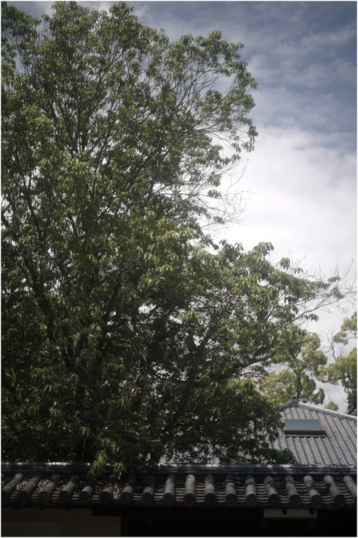 874 静寂そのもの(2020年5月20日エンラージングアナスチグマート50mmF3.5がまたしても奈良町に)_c0168172_21423964.jpg