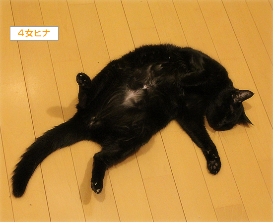 猫とお正月_a0389088_13553012.jpg