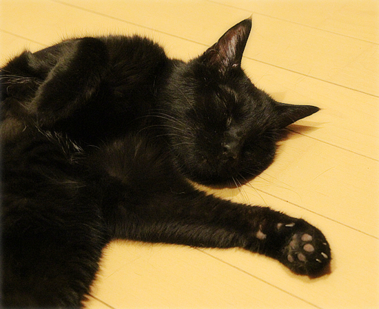 猫とお正月_a0389088_13553037.jpg