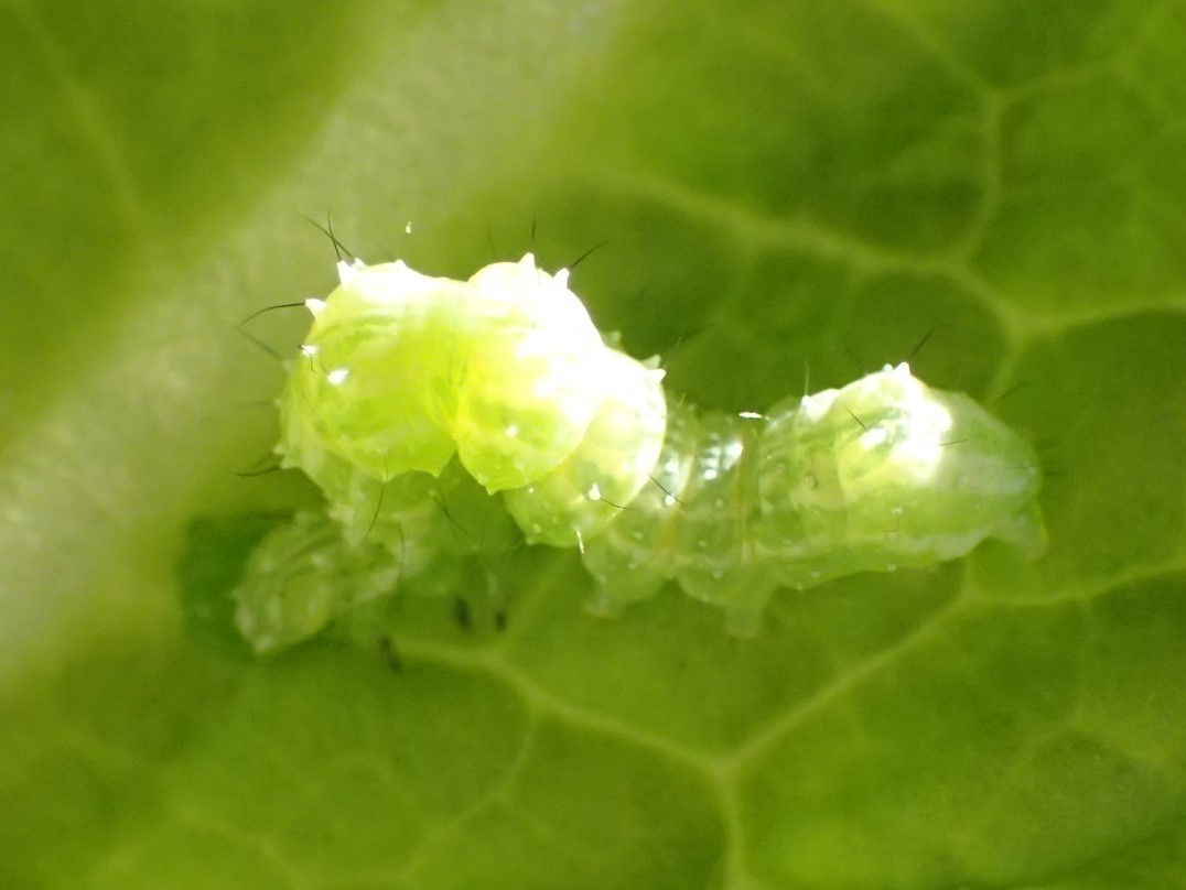 白菜にいた幼虫 写ればおっけー コンデジで虫写真