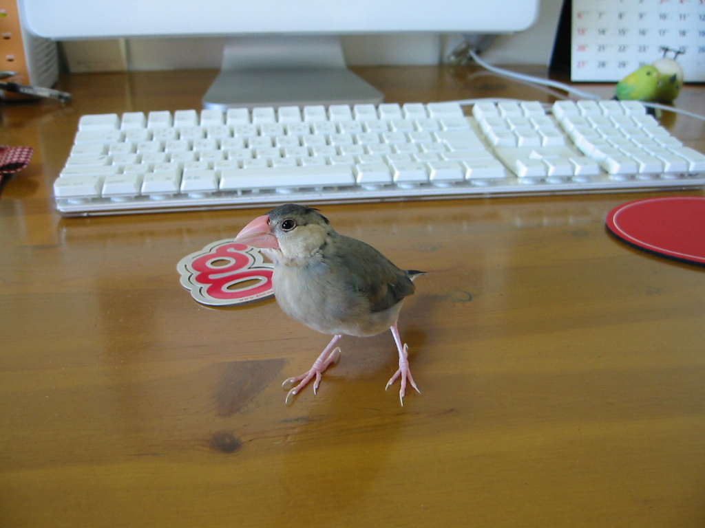 懐かしの文鳥写真 おうち日記