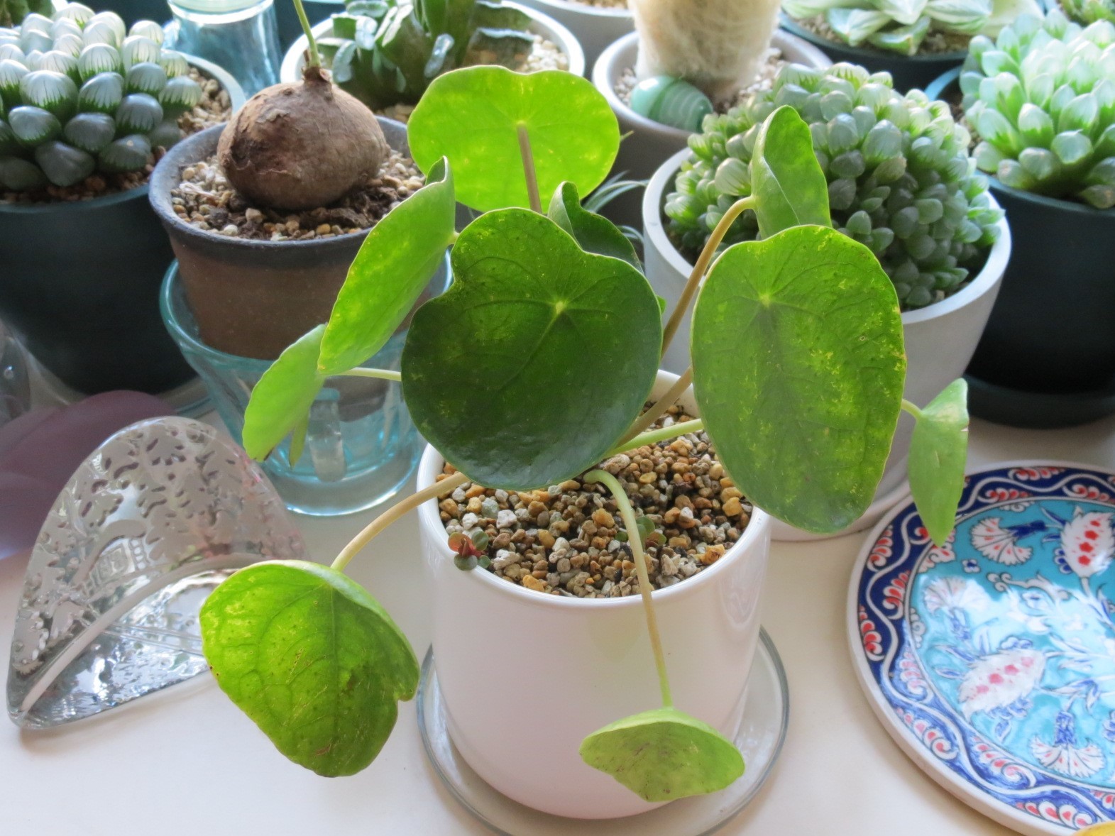 丸い葉のピレア ペペロミオイデス あるまじろの庭 丸い葉のピレア ペペロミオイデス あるまじろの庭