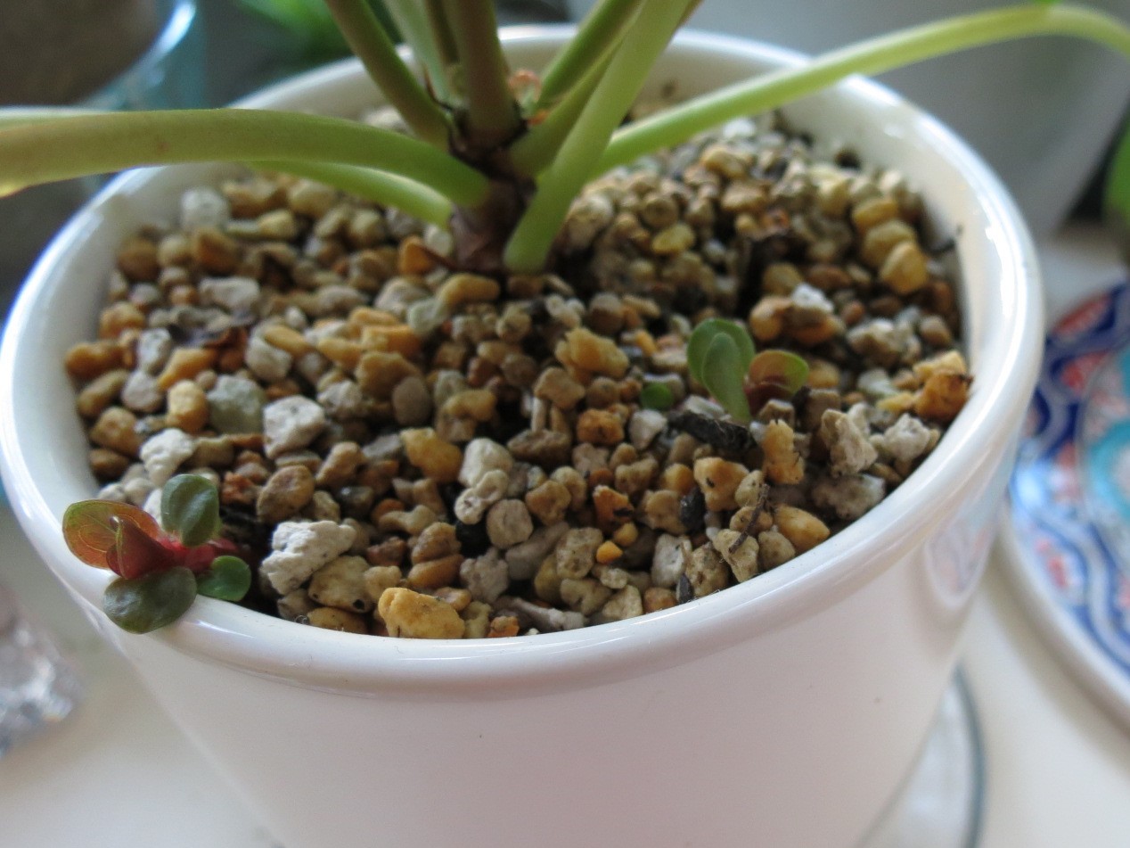 丸い葉のピレア ペペロミオイデス あるまじろの庭 丸い葉のピレア ペペロミオイデス あるまじろの庭