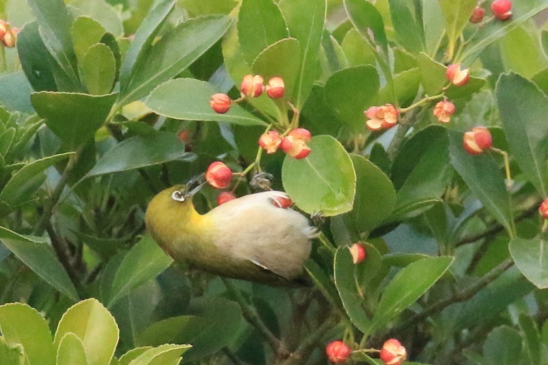 マサキの実を食べにきたメジロ 花回廊 金沢