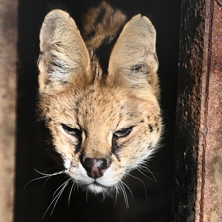 サーバル 動物園へ行こう