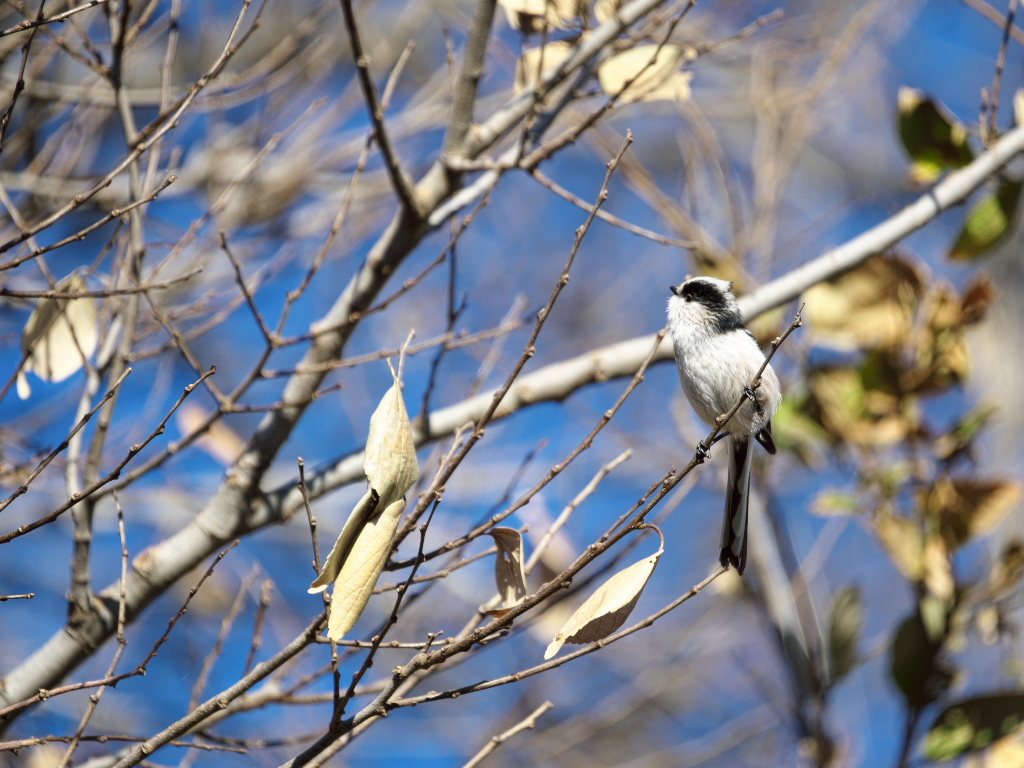 野鳥散歩で運動不足は解消できない_e0290358_23580806.jpg