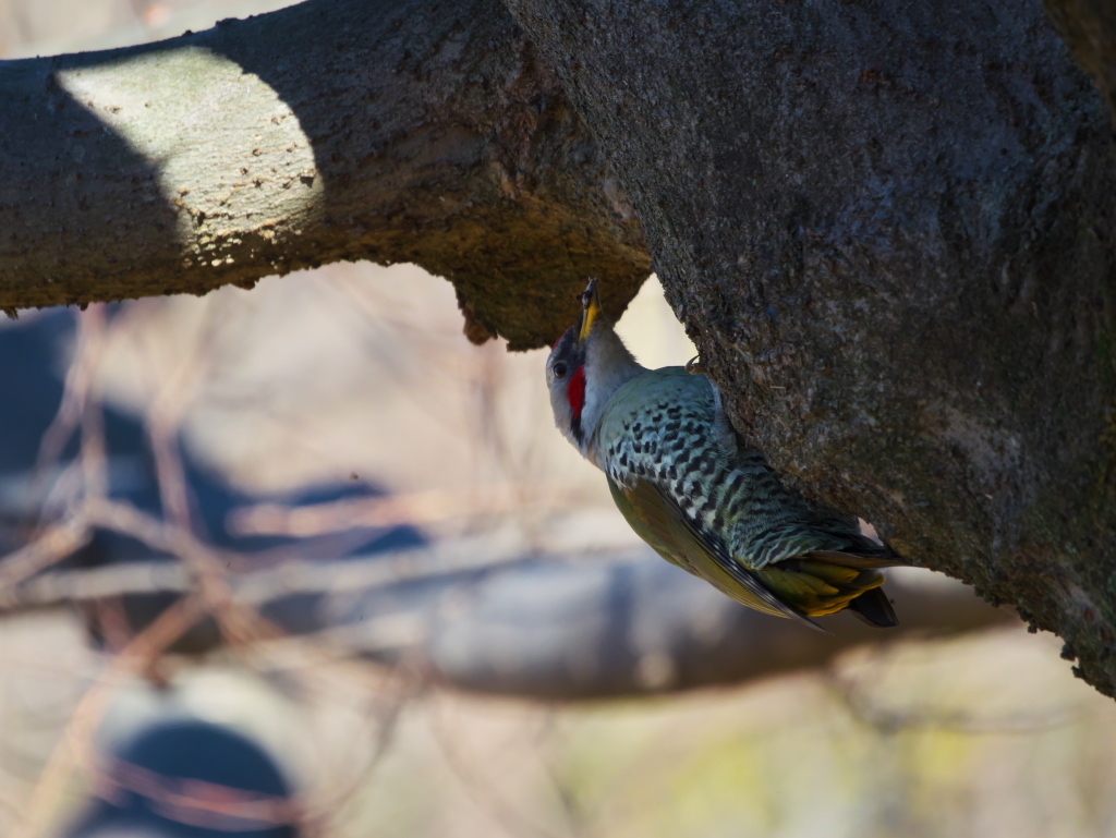 野鳥散歩で運動不足は解消できない_e0290358_23581979.jpg