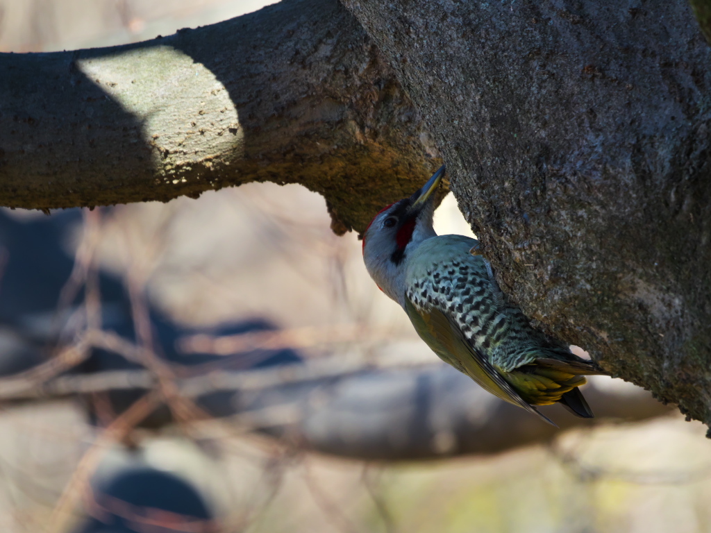 野鳥散歩で運動不足は解消できない_e0290358_23583448.jpg