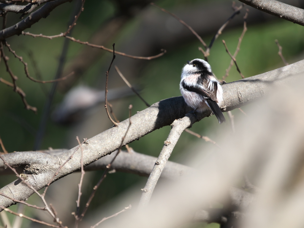 野鳥散歩で運動不足は解消できない_e0290358_23585416.jpg