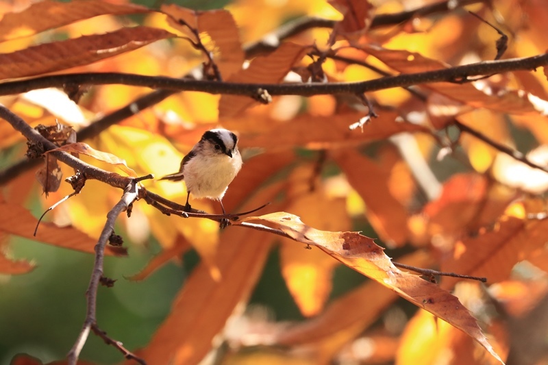 紅葉の中で出会った鳥さんたち♪_a0167759_15151351.jpg