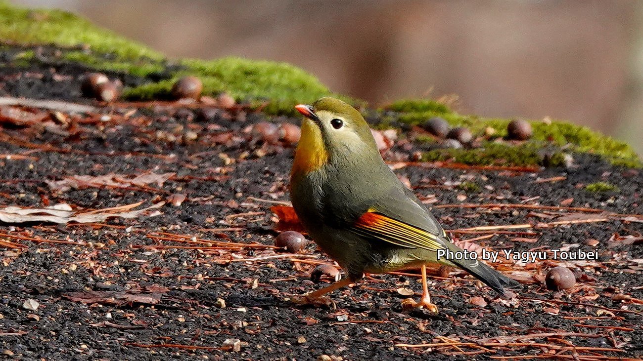 日本 文殊の森公園のソウシチョウ とことん写真 日本 文殊の森公園のソウシチョウ とことん写真