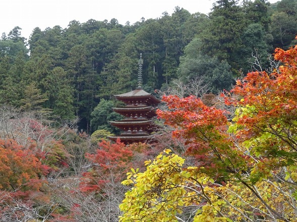 長谷寺の紅葉 色づき始め 彩の気まぐれ写真