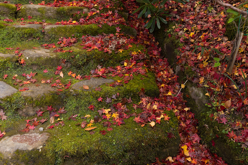 2020紅葉きらめく奈良　室生寺錦秋（前編）_f0155048_22572371.jpg
