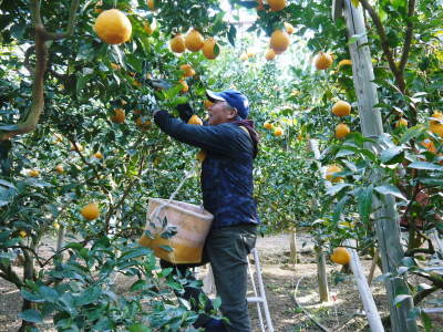 鹿児島県産 不知火(2Lサイズ) 約1.5kg（6玉） | 果樹蔵