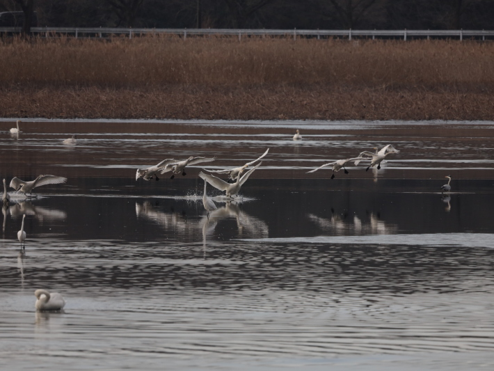 多々良沼(2) 白鳥飛来 ～鳥撮り修行中～ (2021/1/5撮影)_b0369971_16564971.jpg