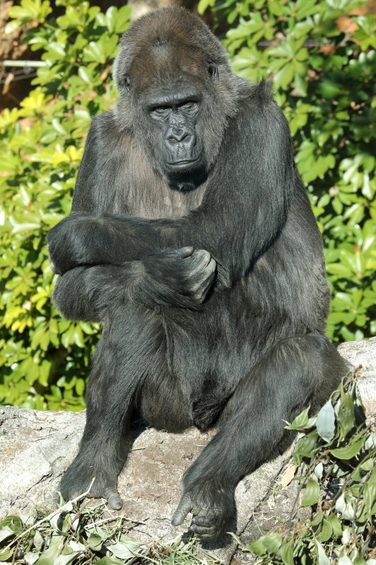 ゴリラ家族と、生後２ヵ月の小象アルン君（上野動物園）_b0291402_20461739.jpg