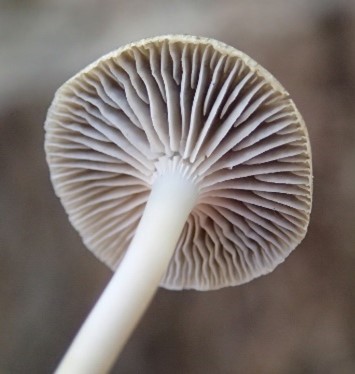 真冬のキノコ～センボンクヌギタケ千本櫟茸～ : 里山の四季