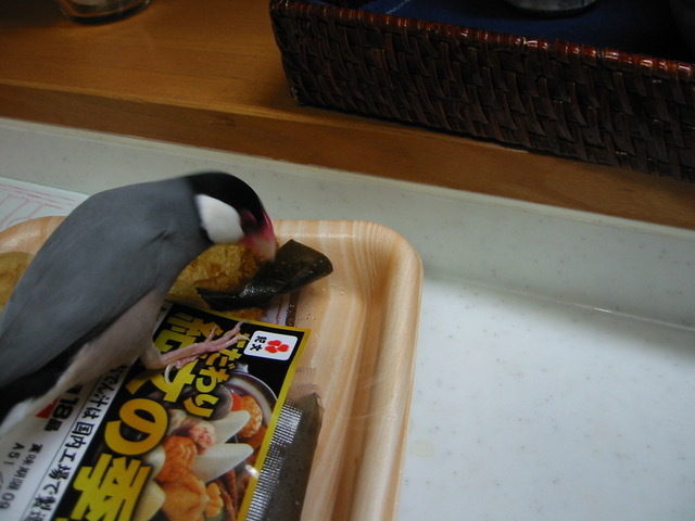 懐かしの文鳥写真 シリーズ化するかも おうち日記