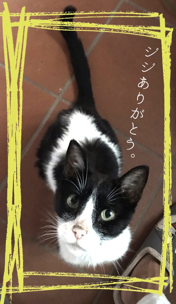 ジジありがとう カッラーラ日記 大理石の山に見守られて ジジありがとう カッラーラ日記 大理石の山に見守られて