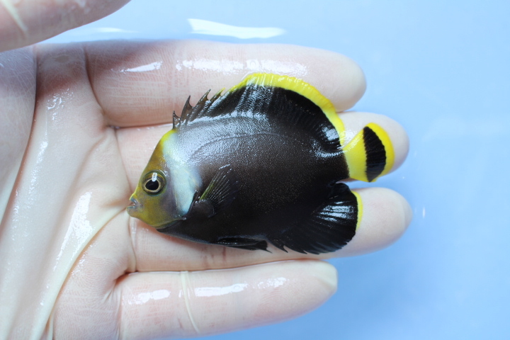 本日の入荷！20210107 海水魚 : NMCの独り言