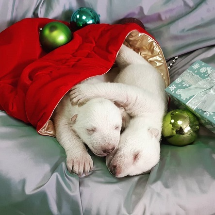 ロシア・黒海沿岸、ゲレンジークのサファリパークで