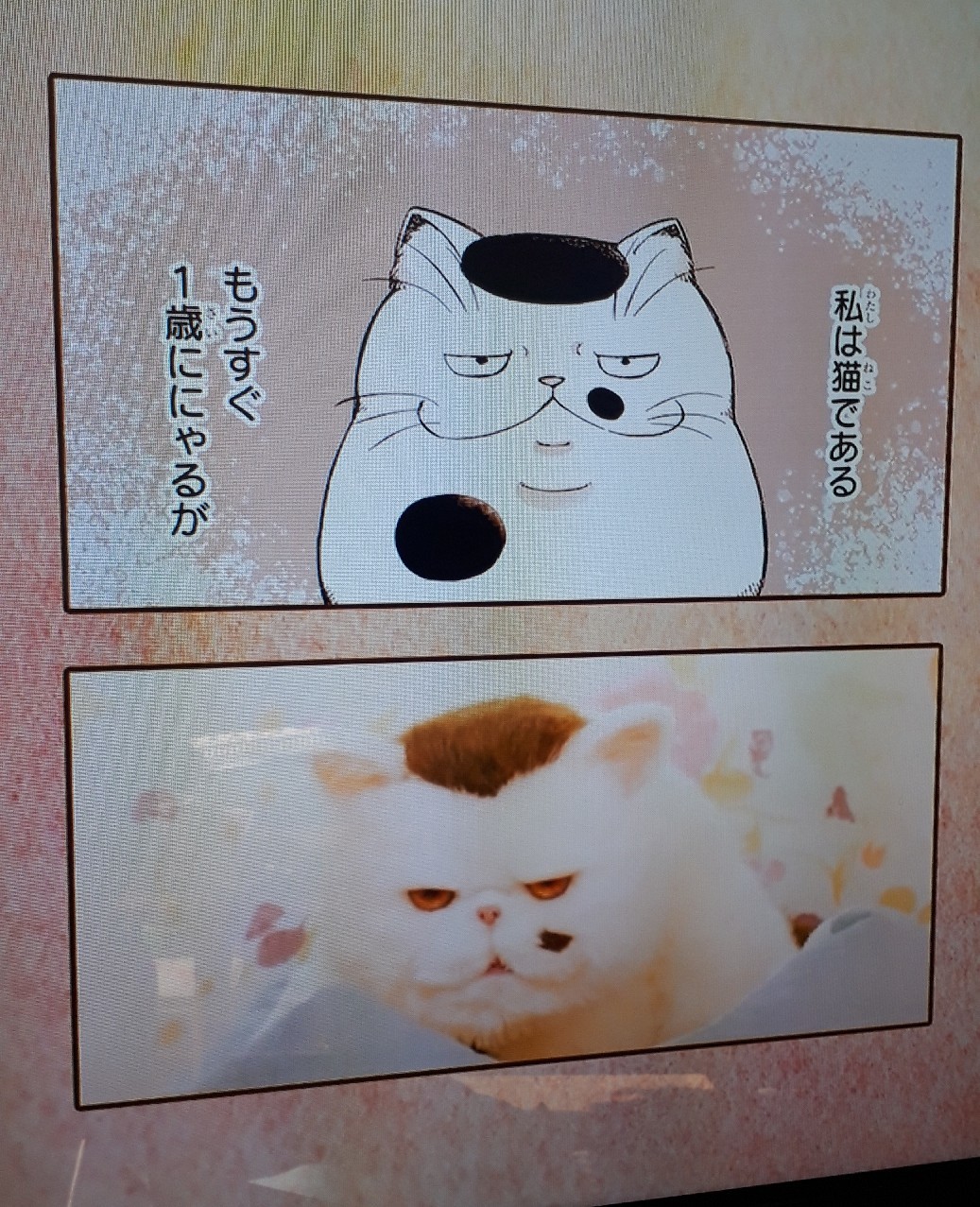 ドラマ 始まりました シマシマ日記
