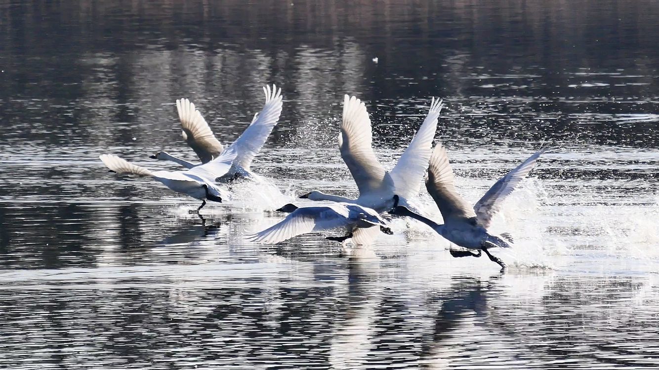 白鳥の姦しくも、ダイナミックな全力発進シーンは待つ甲斐がある♪_a0031821_11534921.jpg