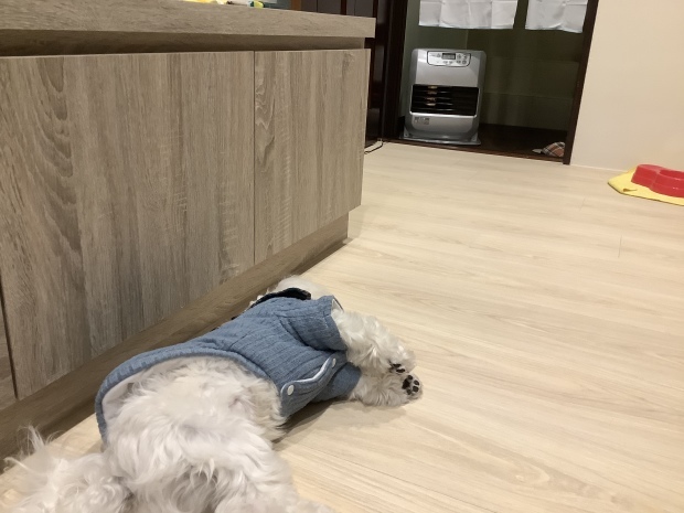 寒流來襲_f0057324_22175124.jpeg