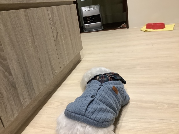 寒流來襲_f0057324_22181744.jpeg