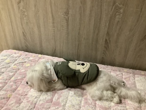 寒流來襲_f0057324_22185628.jpeg