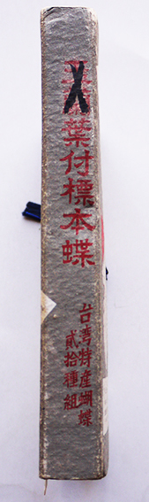 フトオアゲハ♂標本 ★台湾産★有名種 104mm 美麗標本状態⭕️ 入手困難 フトオアゲハ・ペア : 昆虫情報センター, サンパチカート