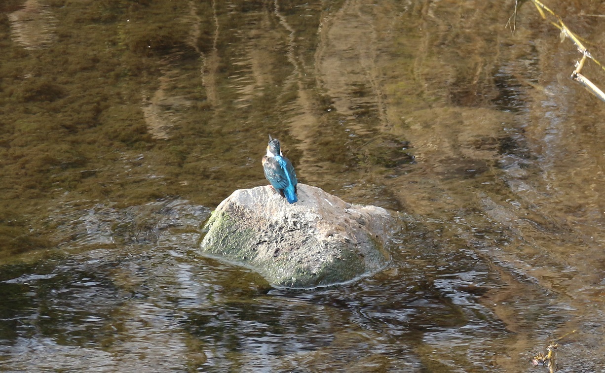 静岡県「黄瀬川」最近、よく見かけるカワセミ君_c0404632_07025465.jpg