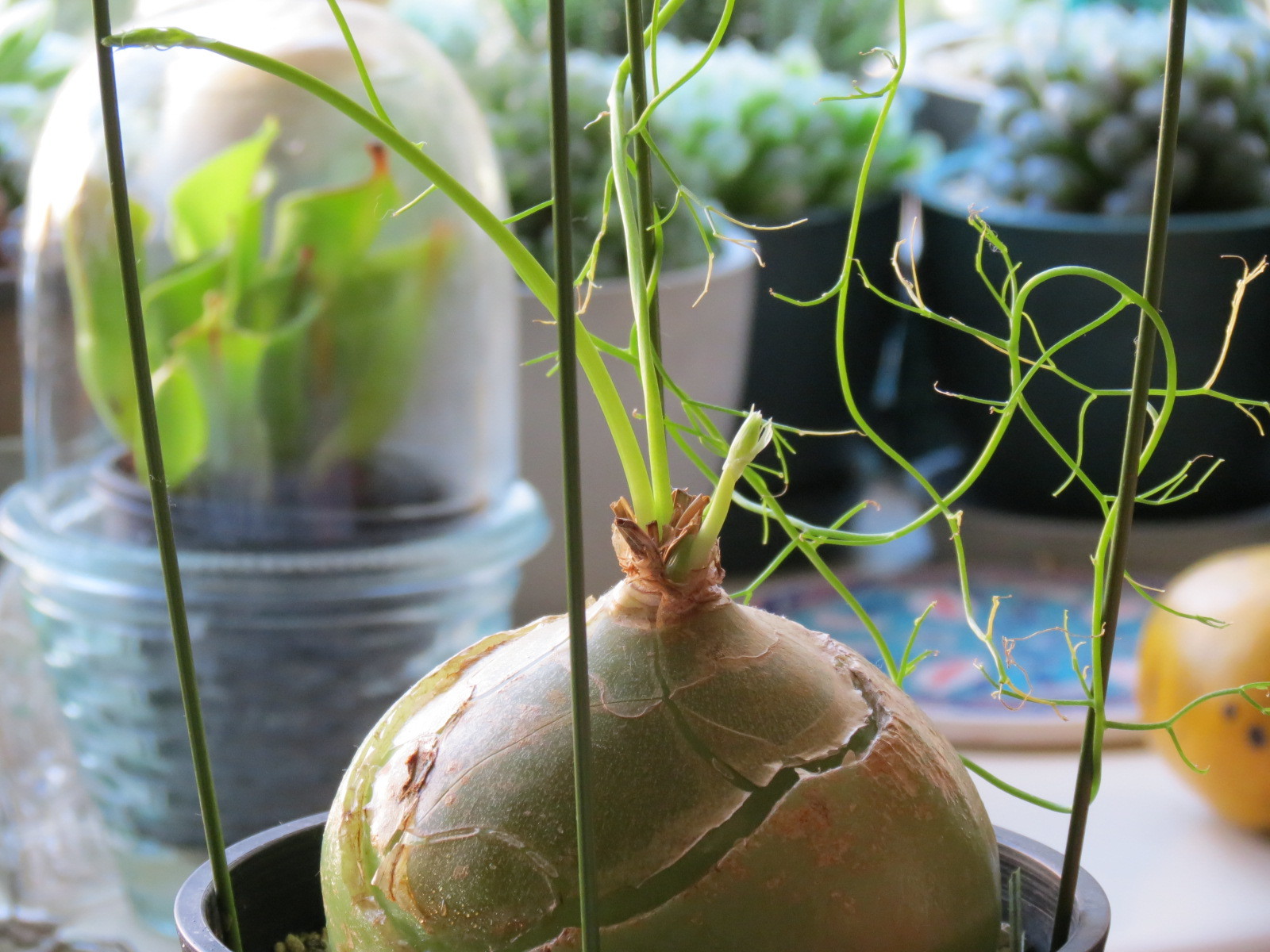 蒼角殿 ソウカクデン に新芽 あるまじろの庭