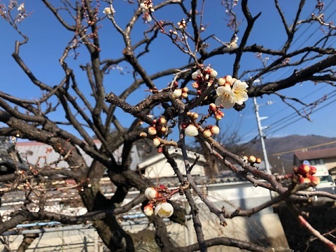 早春の甲府五山巡り_f0019247_21193625.jpg